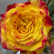 Rare Colorful Rose Plant Seeds for Home Garden