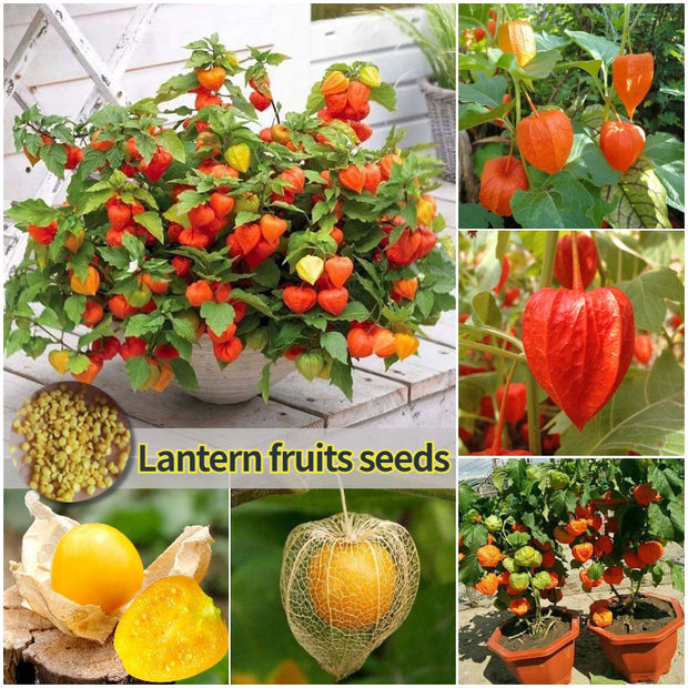 🍒Golden Berry Seeds Lantern Fruit Seeds—Golden Fruit