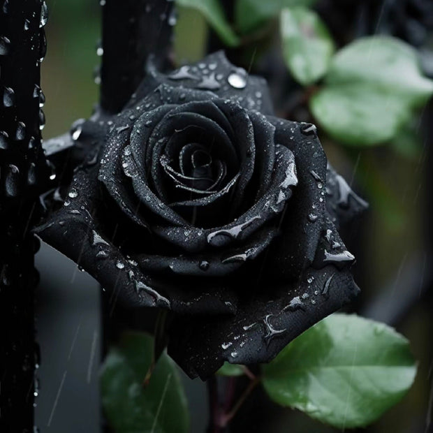 Rare Black Rose Seeds