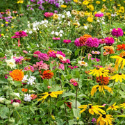 Monarch Butterfly Wildflower Seed Mix