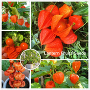 🍒Golden Berry Seeds Lantern Fruit Seeds—Golden Fruit