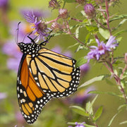 Monarch Butterfly Wildflower Seed Mix