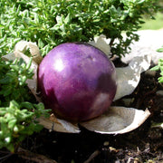 Purple Tomatillo Seeds - Non GMO