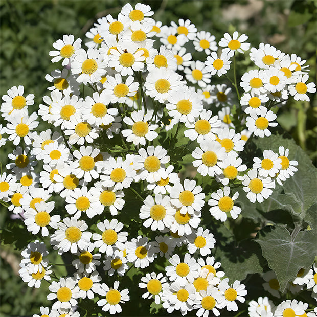 🌼Insect Killers: Pyrethrum Daisy Seeds